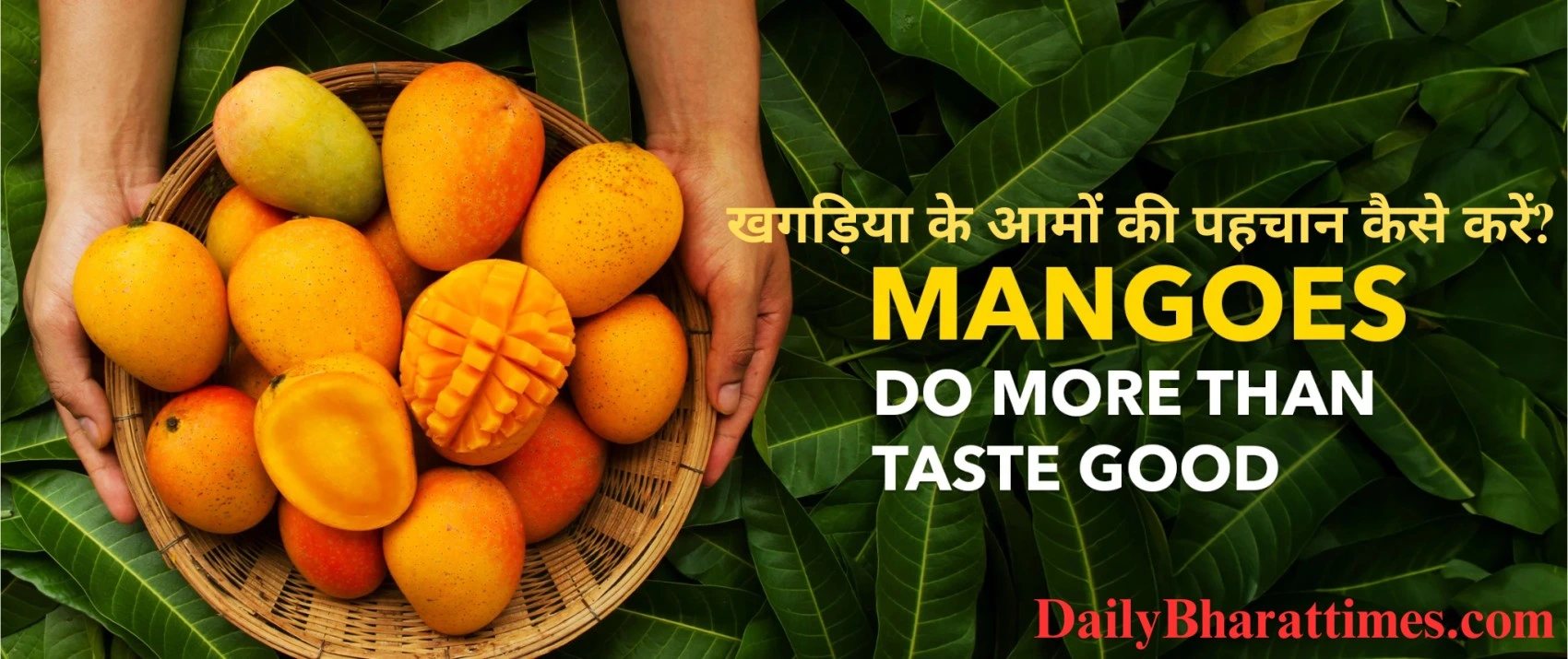 khagaria mango